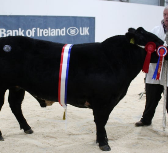 Blue 1, 2 at the RUAS Beef and Lamb Championships