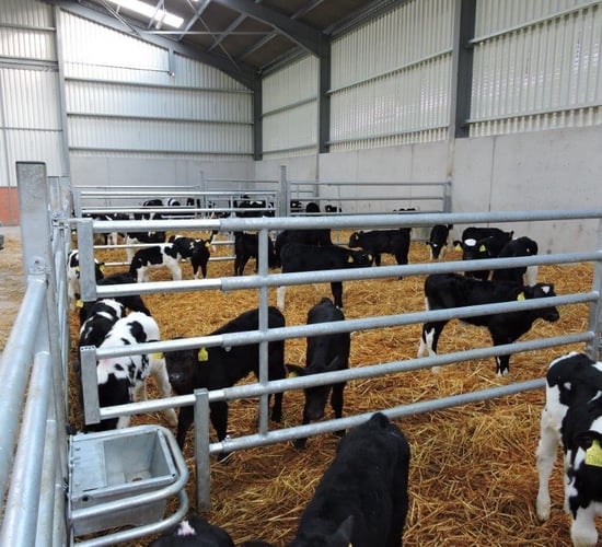 Pneumonia in calves: What is it costing the farmer?