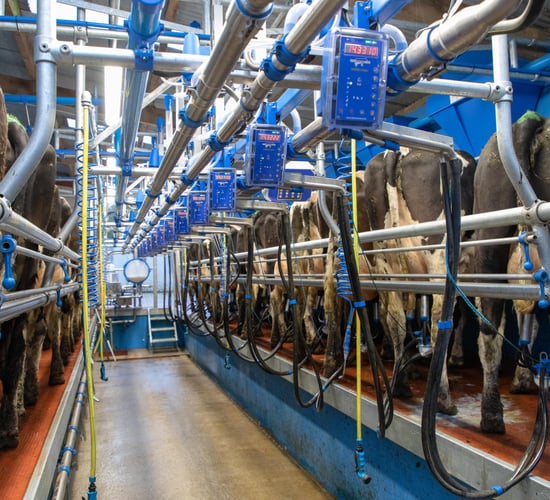 Mitigate infection with a good milking routine this spring