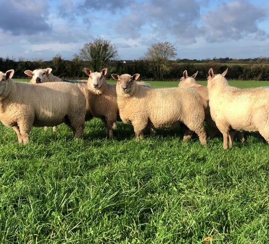 Studying lamb performance amidst low killouts