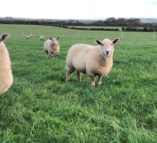 What sheep do I need to dose for worms?