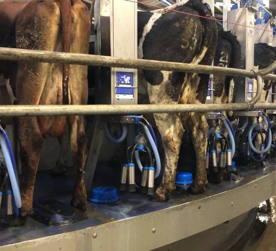 Matching autumn-calving percentage to meet liquid milk contracts