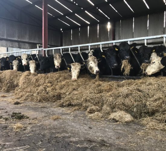 GrowthWatch: Grazing season comes to an end for some farms