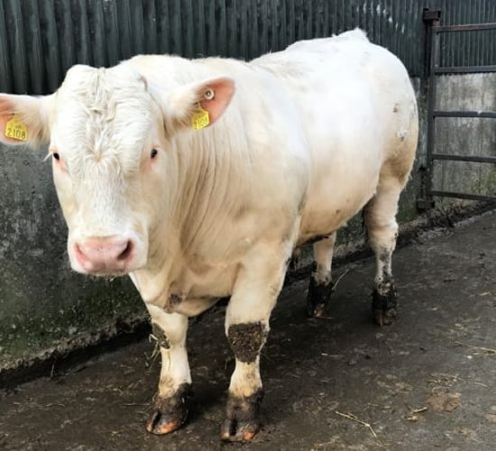 Taking care of your stockbull this winter