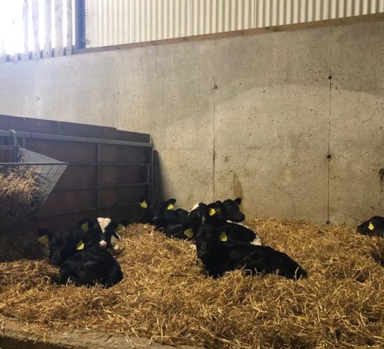 DAFM conducting survey into coccidiosis in calves