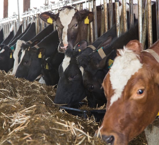 Management of lice on cattle over winter