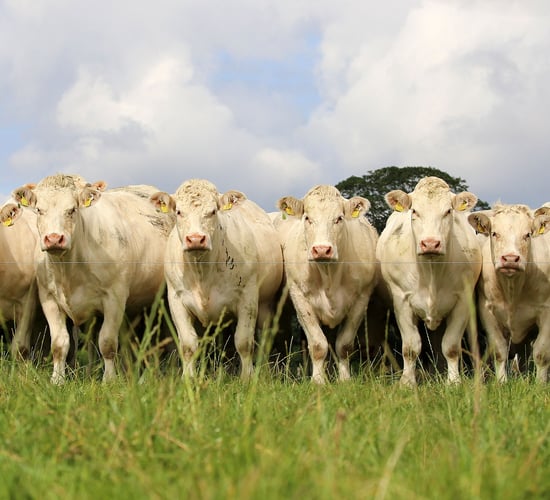 What Charolais AI bull had the highest number of 2021-born progeny?