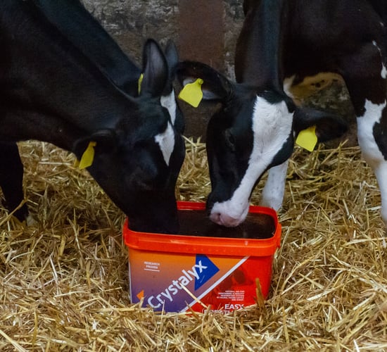 Pneumonia: Problems reaching epidemic proportions on many farms