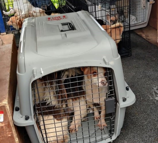 Theft of dogs worth €150,000 'underscores need for tougher sentencing'