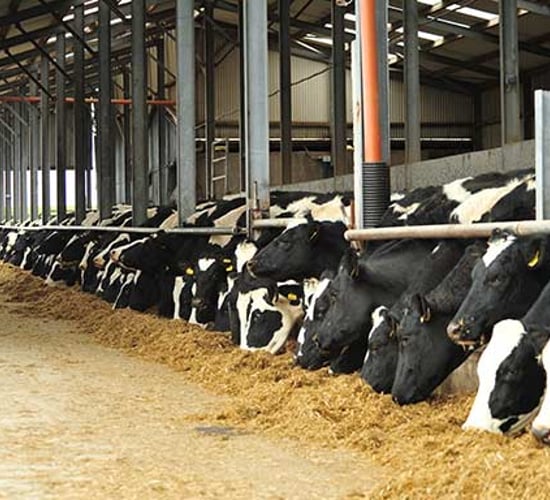 Glanbia’s Black Friday sale: Top 12 offers and your chance to win €500