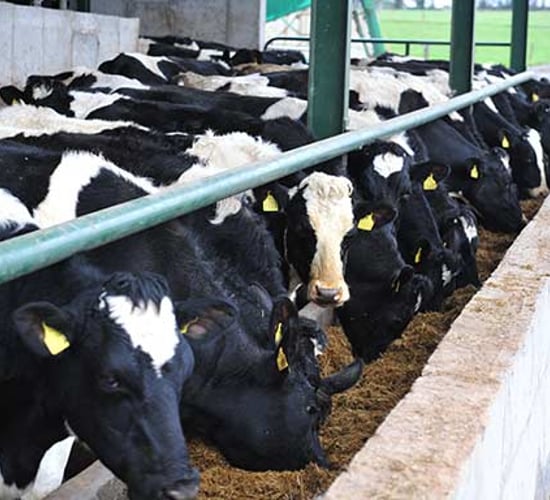 A taste of what’s on offer in the Glanbia Cyber Monday flash sale