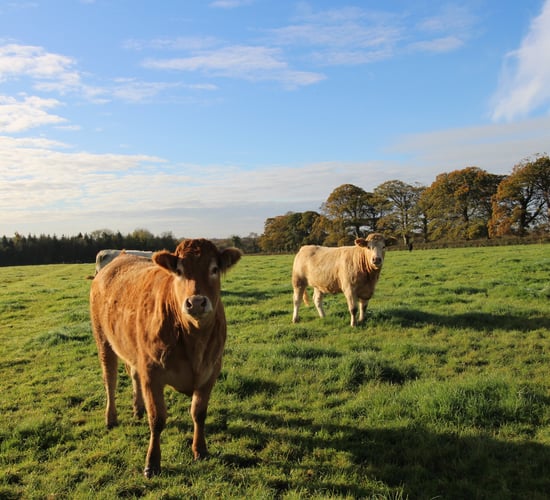 Video: 3 lots up for grabs on circa 97ac residential model farm