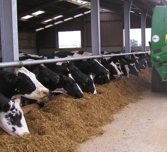 KEENAN: Nutrition and management in the dry cow period