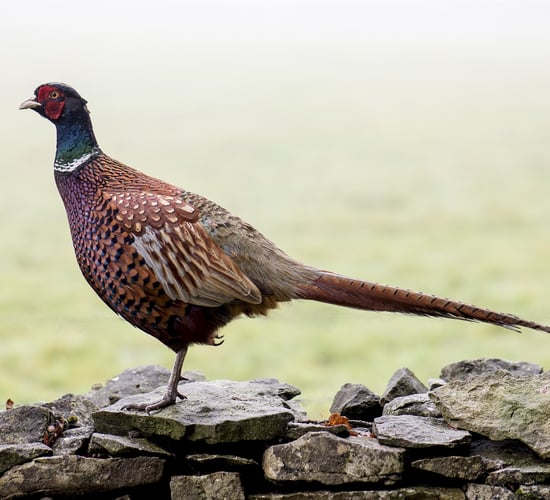 Government asked to 'use common sense for once' and allow pheasant shooting