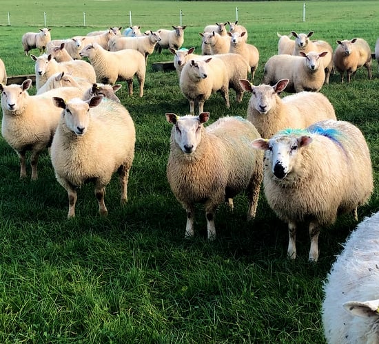 Video: Going organic and selling lamb directly to customers