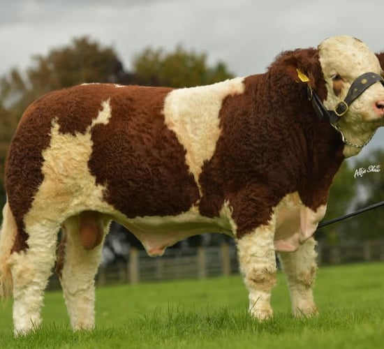 Online auction to be held by champion Simmental herd this weekend