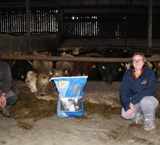 Shine Once-a-Day a bonus for labour and calf performance at Irish dairy farm