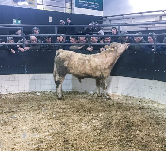 'Northern buyers have been a big help ringside these past few months'
