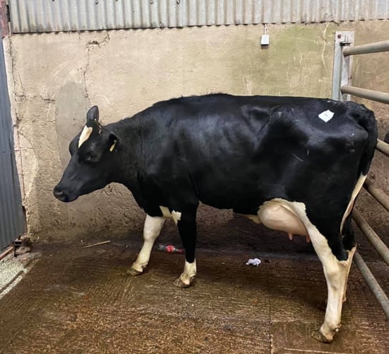 Top price of €2,640 recorded at dairy sale at Ballybay Mart