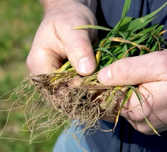 New €100/ha support for tillage farmers is 'short' of what is required