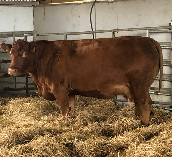 Applying Covid-19 lessons to herd health management
