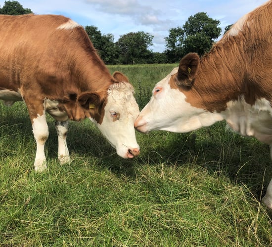 Going the red road: Progressive publishes 2021 coloured dairy catalogue