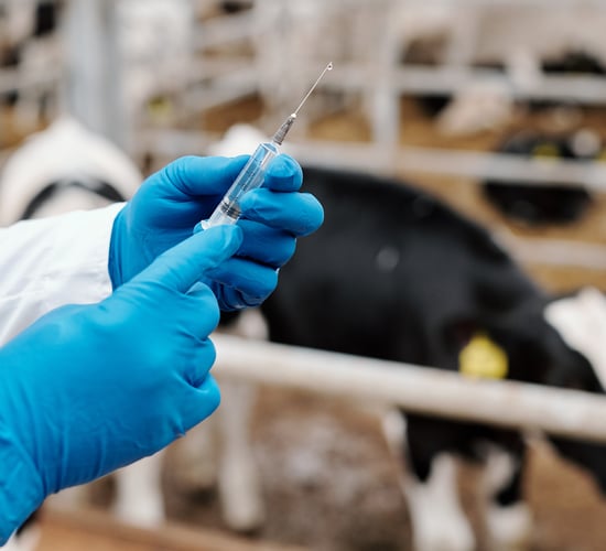 UK report: Antimicrobial reduction had no impact on milk production