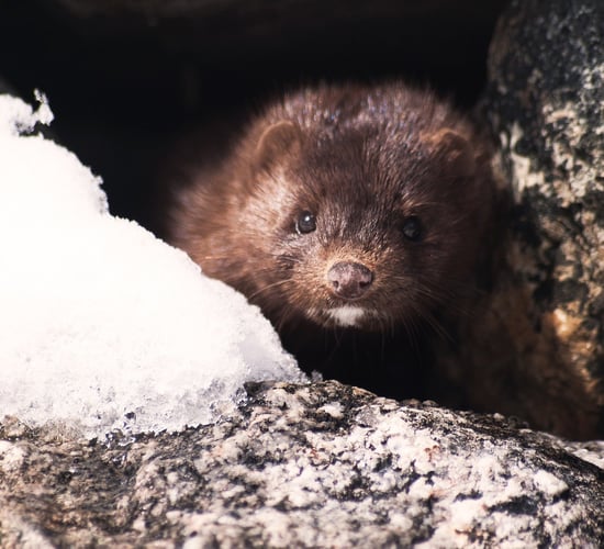 Cattle sheds and silage pit could replace former Laois mink farm