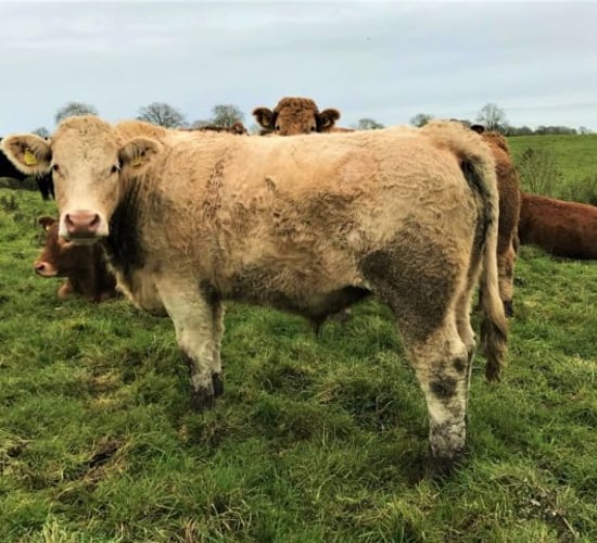 'The climate is putting huge pressure on farmers in the west of Ireland'