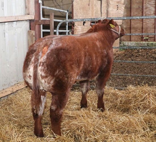 Commercial weanling heifer sells for €7,400 at elite sale