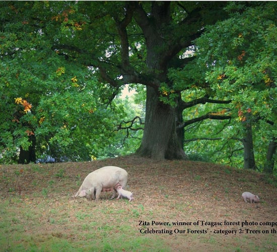 Trees on the Farm: Photo competition winner revealed