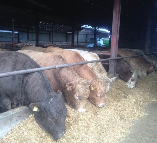First winter crucial in the overall lifetime  performance of an animal