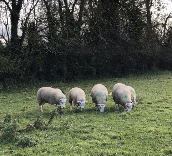 Tips to ensure your lambs comply with the Clean Livestock Policy