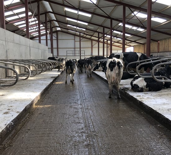 Dairy advice: Reducing mastitis risk during the dry period
