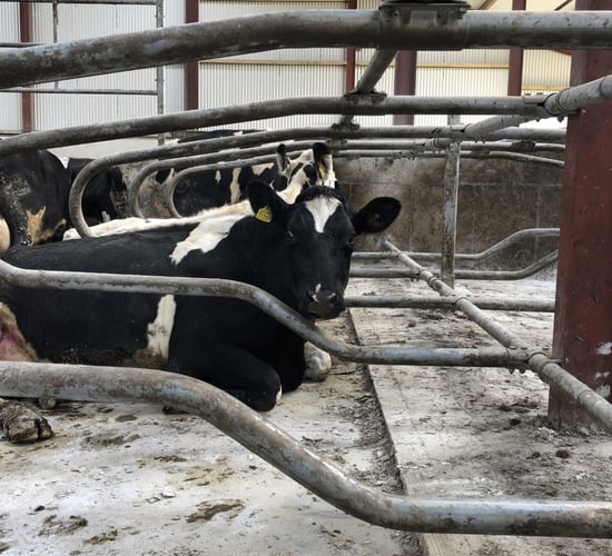 Keeping cell counts under control during early lactation