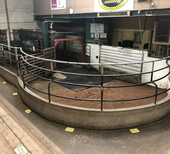 Marts update: Date set for buyers to return to rings