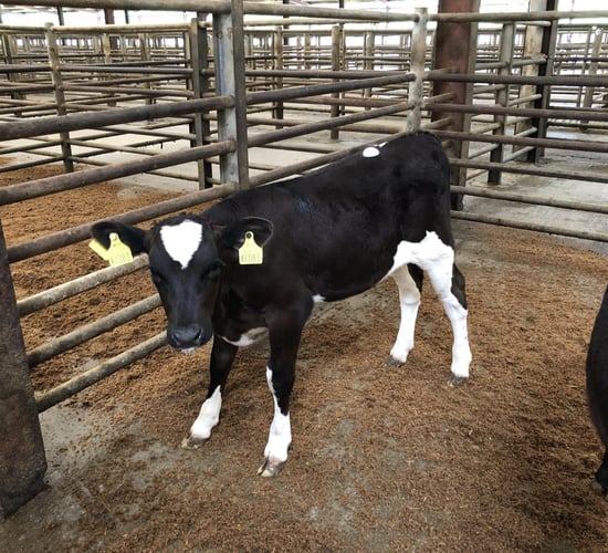 Getting the best price for your calf as demand soars