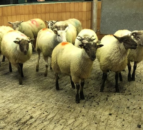 Finishing store lambs on a concentrate diet? What you need to know