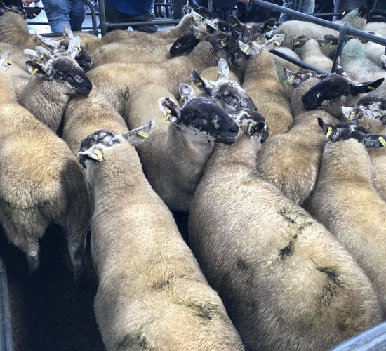 'If you can't get a good price from the factory, go to the mart instead with your lambs'