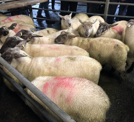 Sheep marts: Top prices of €127-132/head achieved for heavy lambs last week
