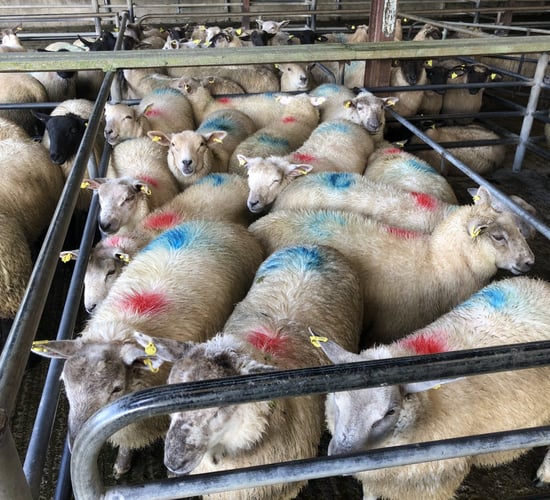 Sheep trade: Number of heavy lambs coming on stream a 'concern'