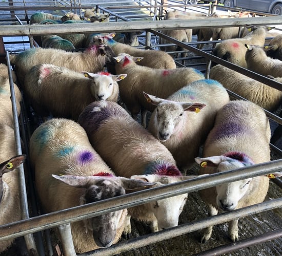 Lamb prices 'push on amid tight supplies and strong demand'