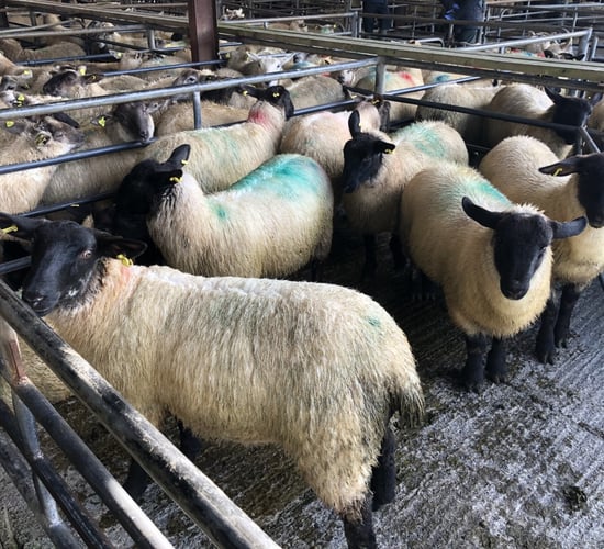 Prices: Flying trade for lambs at Loughrea as prices reach €124/head