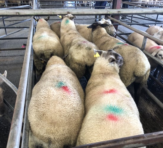 Prices: Strong trade sees lambs reach €130/head at Loughrea