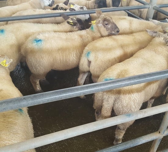 Suitable lambs 'in scarce supply' as prices continue to rise