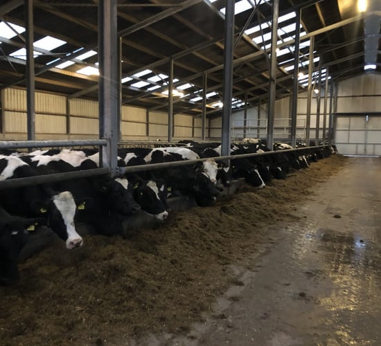 Winter milk: Reviewing late season feeding