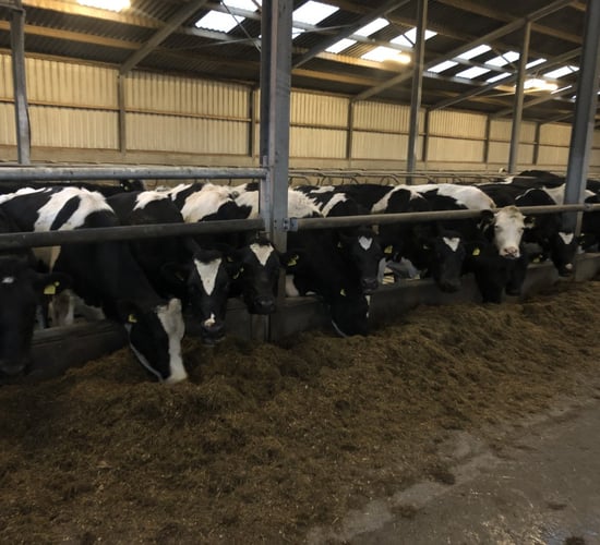 Future-proofing of winter milk to be major focus at Johnstown event
