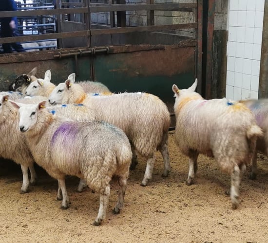 Spring lamb prices on the rise with 'quotes up to €7.80/kg offered'