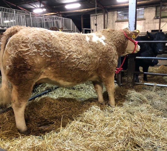 €9,000 tops the trade at commercial in-calf heifer sale