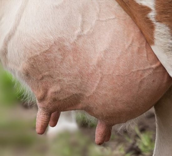 Dairy management: How to ensure a smooth drying-off period